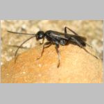 Priocnemis melanosoma - Wegwespe m06a 5mm OS-Hasbergen-Lehmhuegel - det.jpg